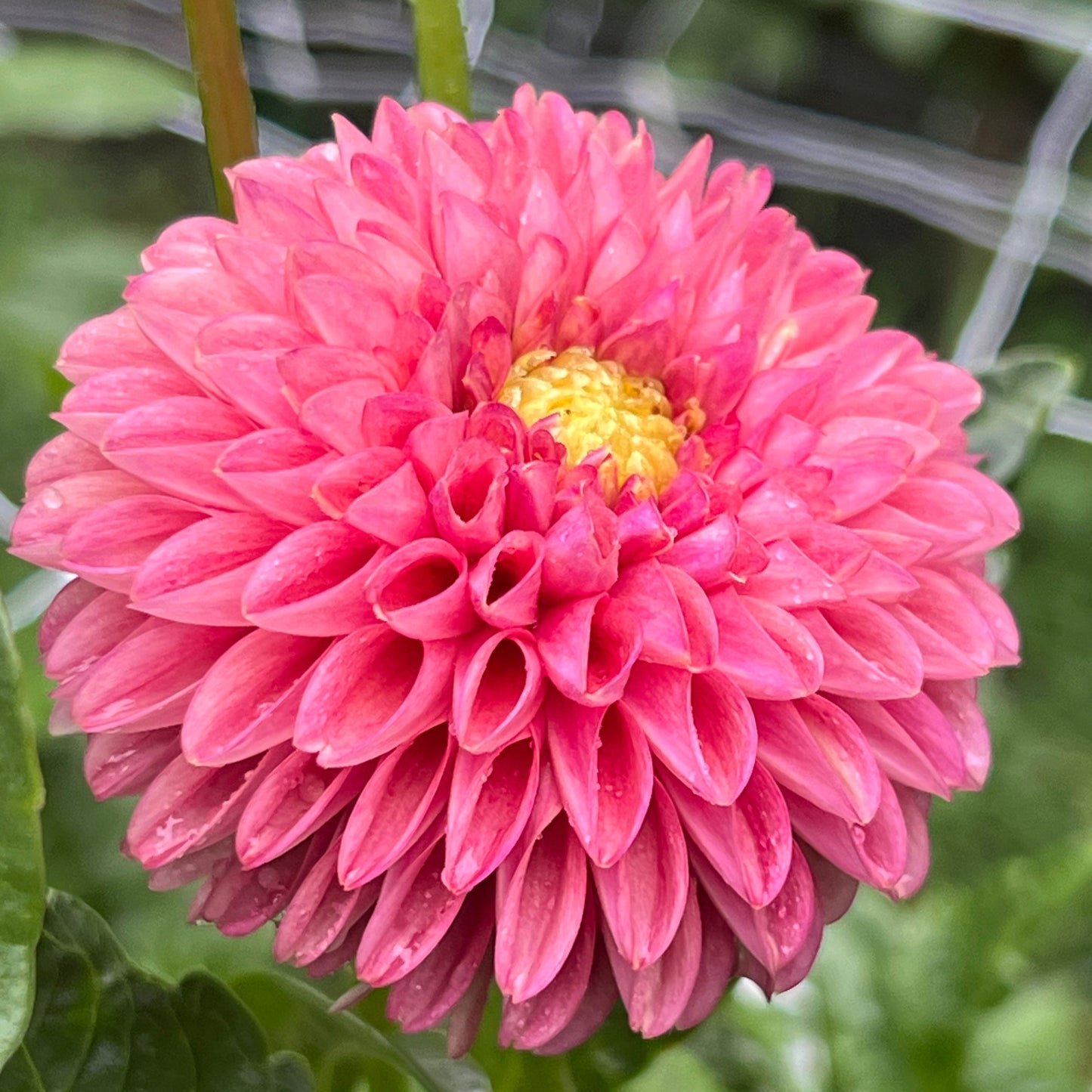 Dahlia 'Peach Donut' - Fall Shipped