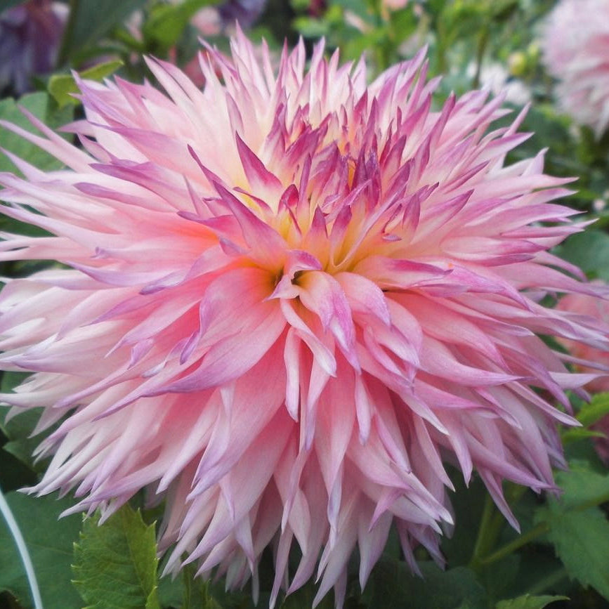 Dahlia 'Pinelands Princess' - Fall Shipped