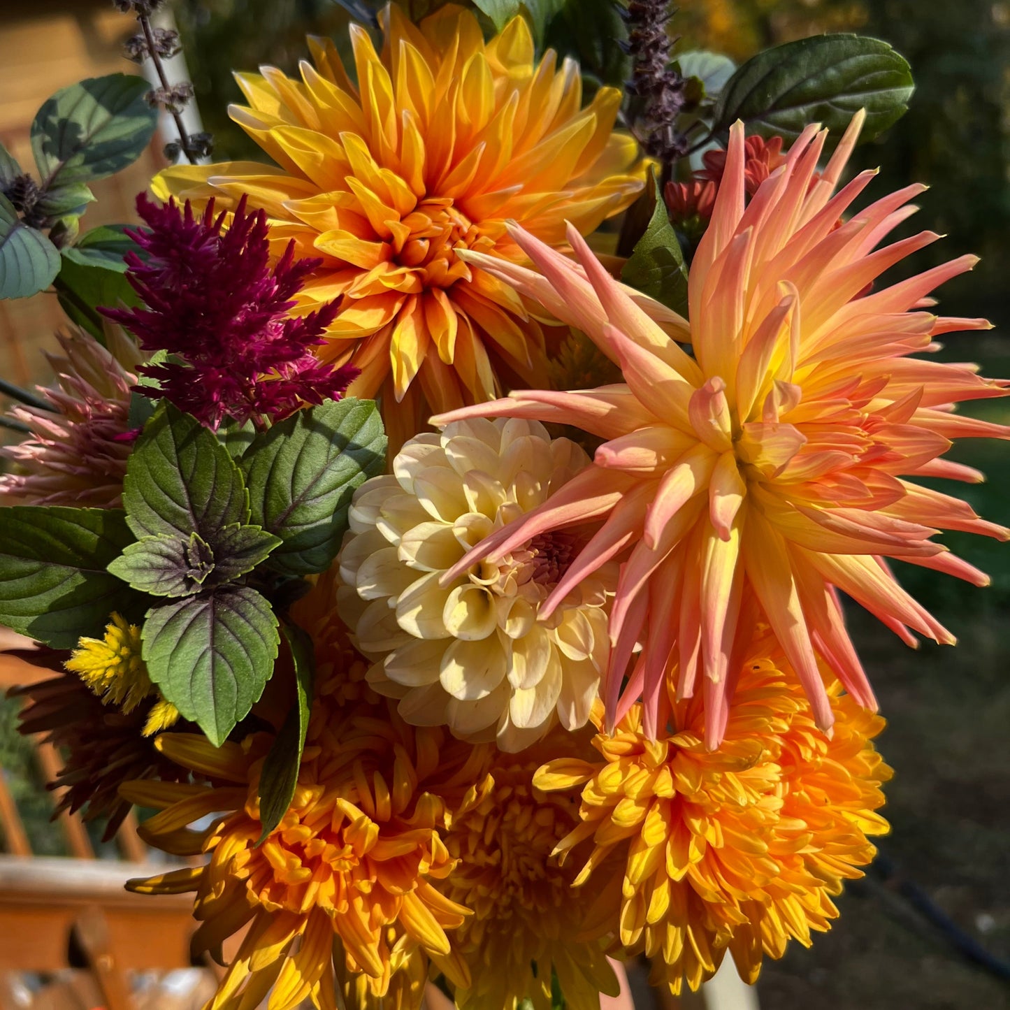 Dahlia 'Pochohan'