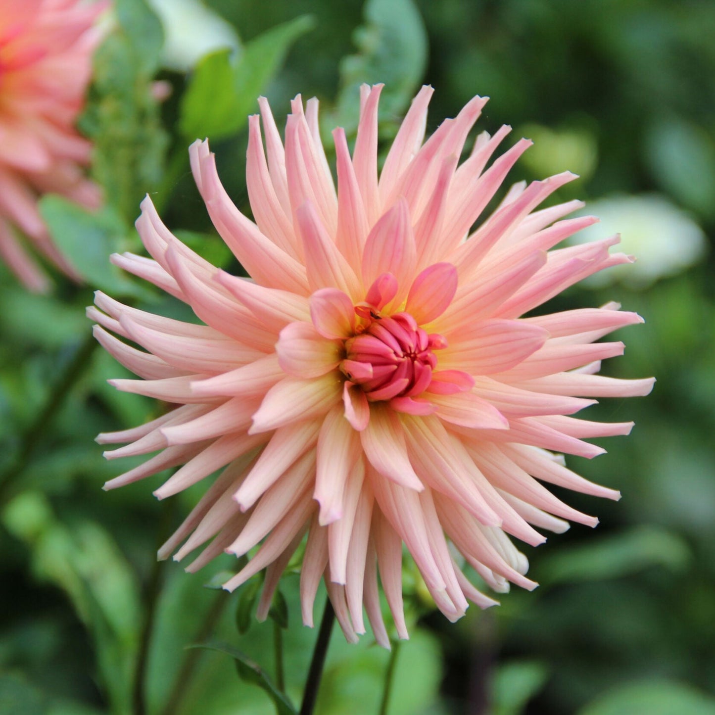 Preference Dahlia
