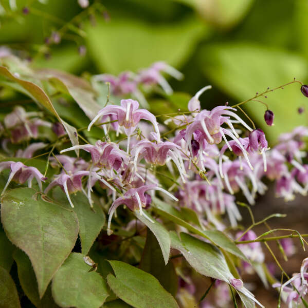 Week 14 | Epimedium Pretty In Pink