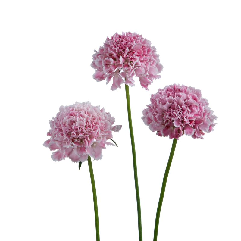 2026 Week 10| Scabiosa Bon Bon Scoop Punch | 4 Pack