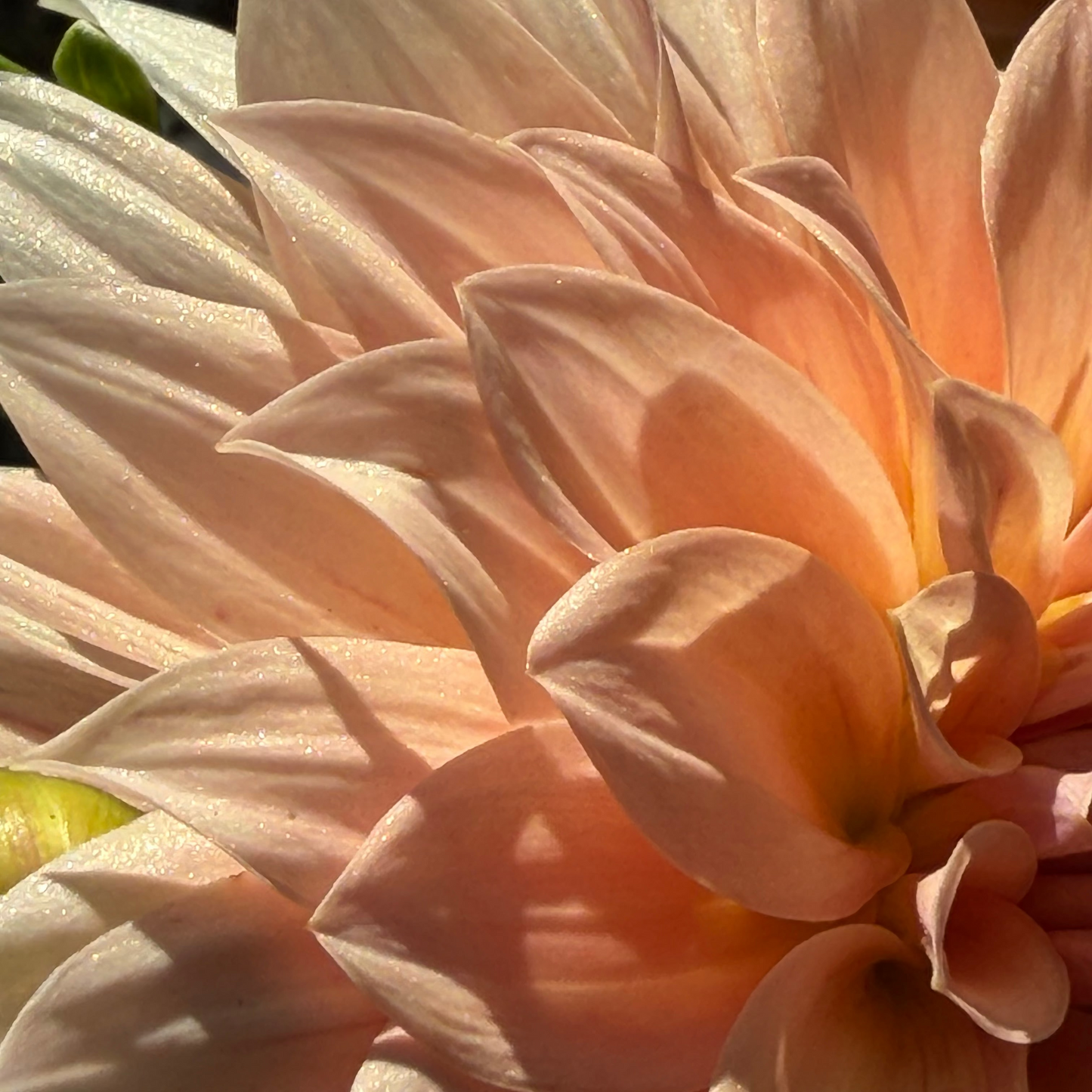 'RM Peachy Pink’ Dahlia Rooted Cutting
