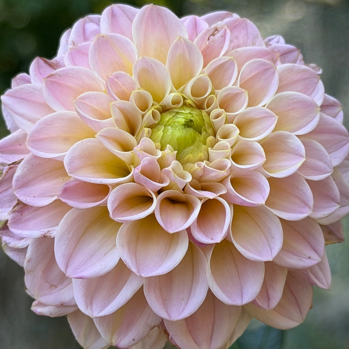 'RM Shifty’ Dahlia Rooted Cutting