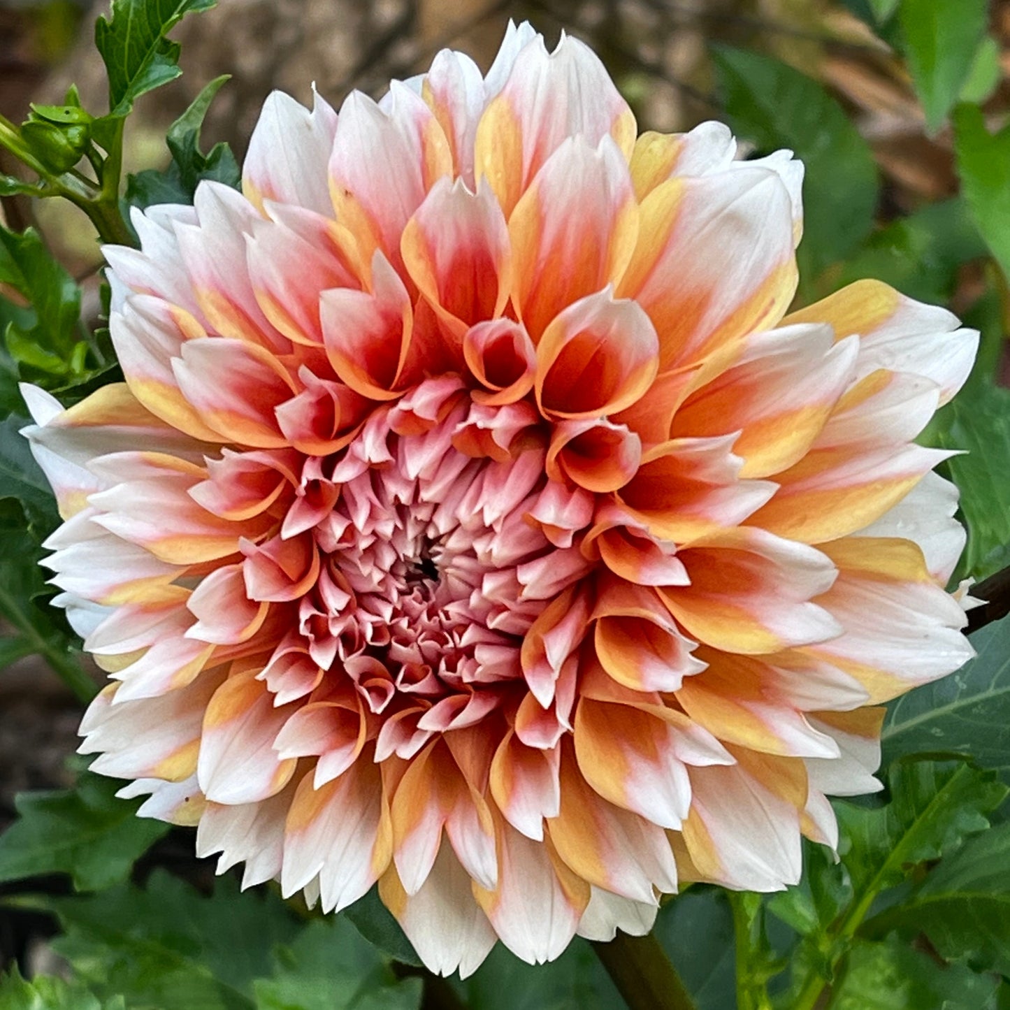 Dahlia 'Robann Creamcicle'