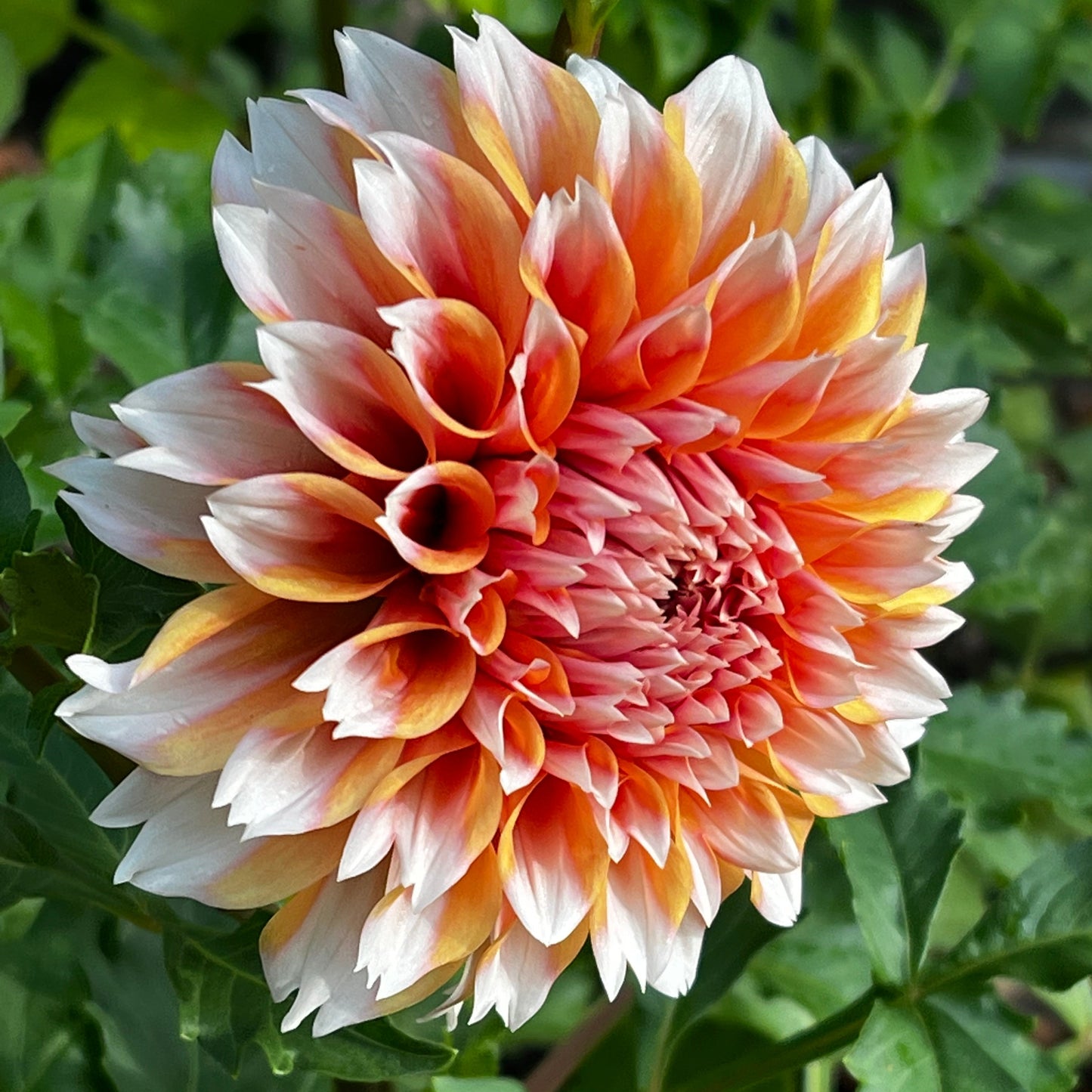 Dahlia 'Robann Creamcicle'