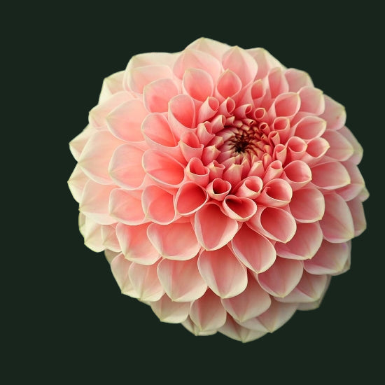 World Series Collection - Romance (Read Description)