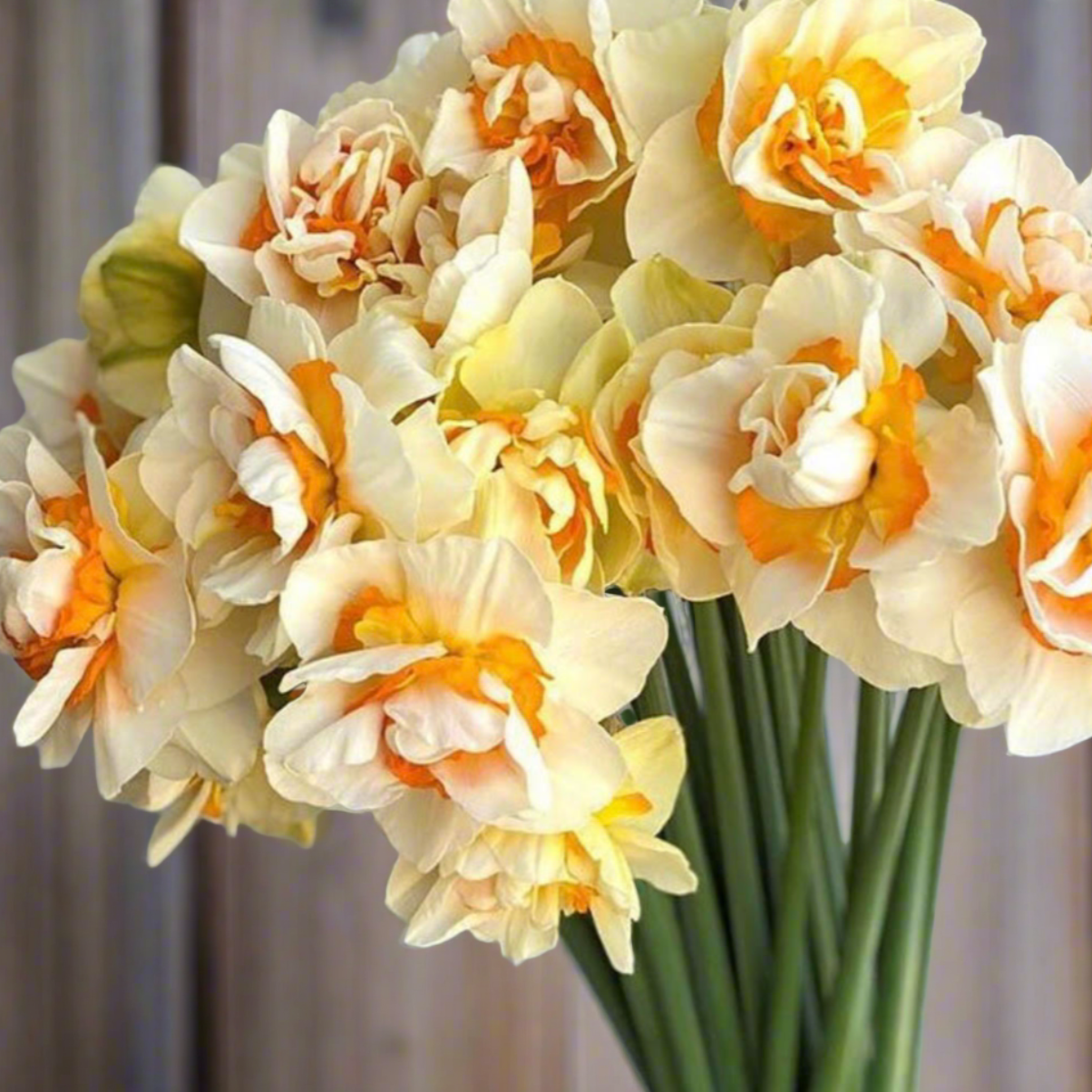Romantic Paradise Daffodil