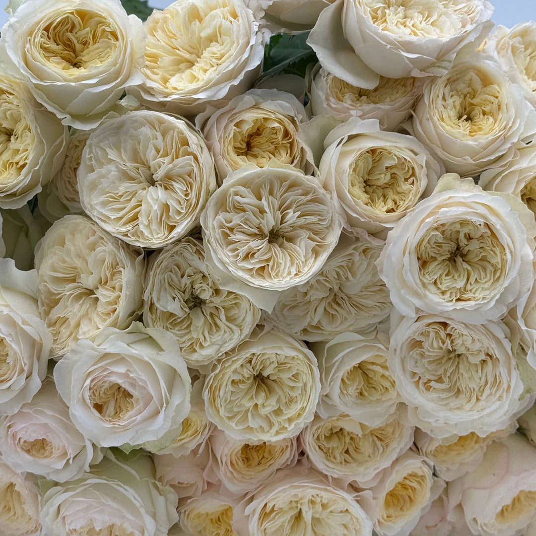 white garden spray roses Royal Park® Rose Bush