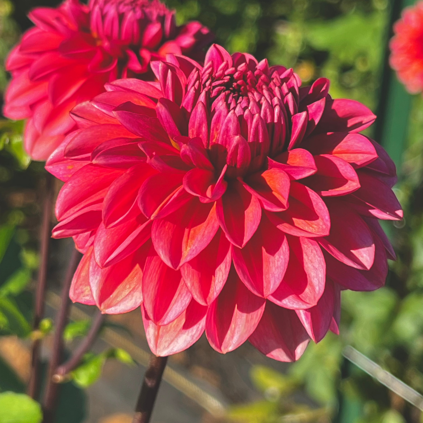 Dahlia 'Salmon Runner' - Formal Decorative (1 tuber)