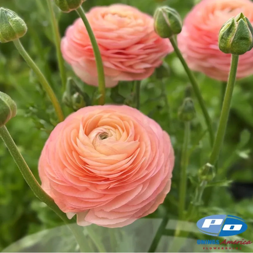Ranunculus Elegance Salmone 06® - 10 Pack