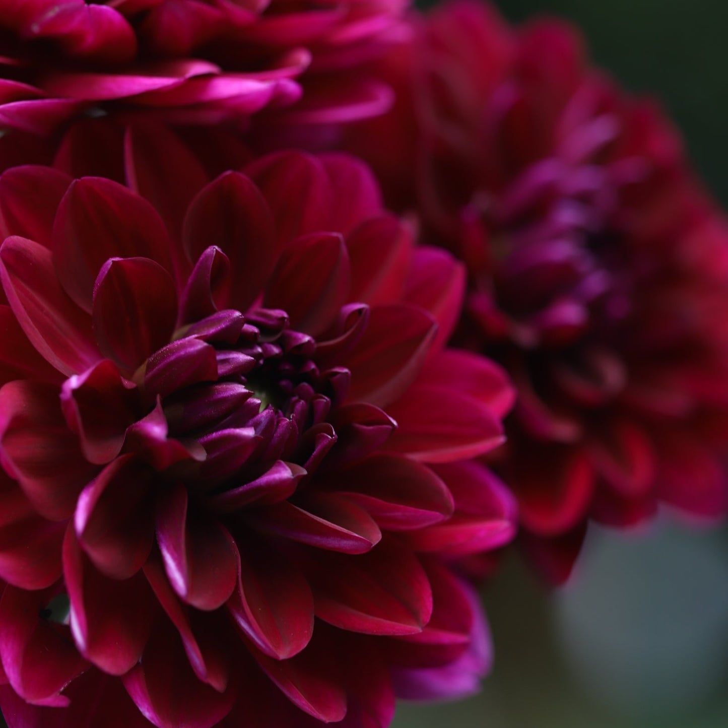 Dahlia 'Sandia Bertha'