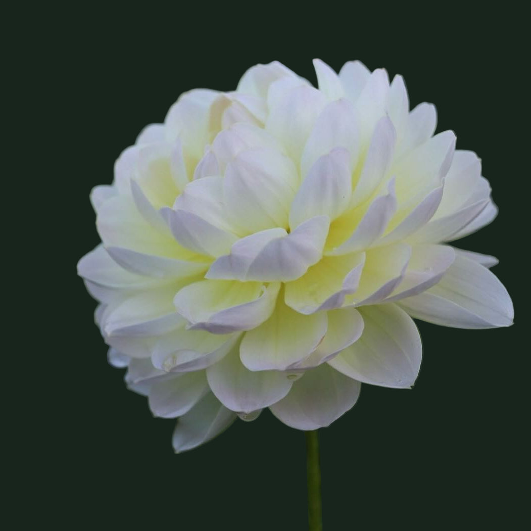 World Series Collection - Sandia Serenity (Read Description)