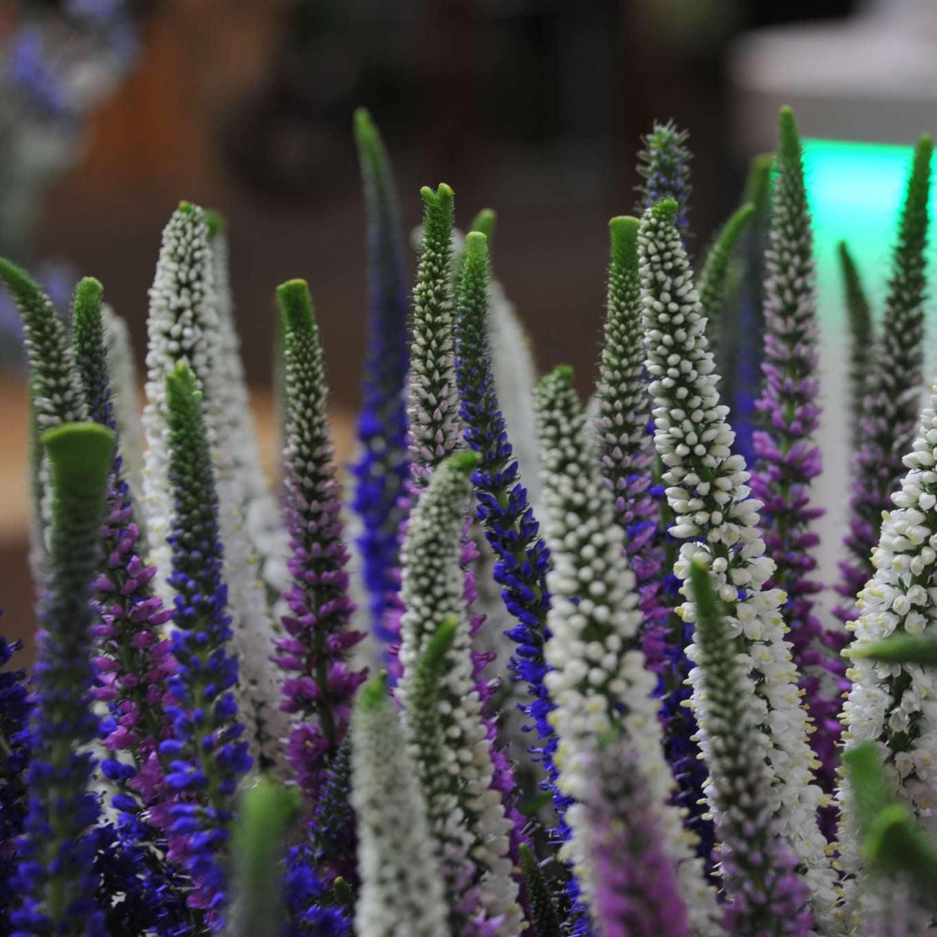 Week 11 | Veronica Skyler™ White Improved | 4 Pack