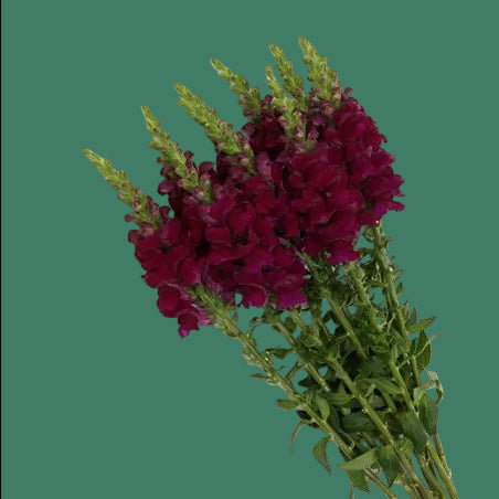 2026 Week 7 | Snapdragon Potomac Royal | 10 Pack