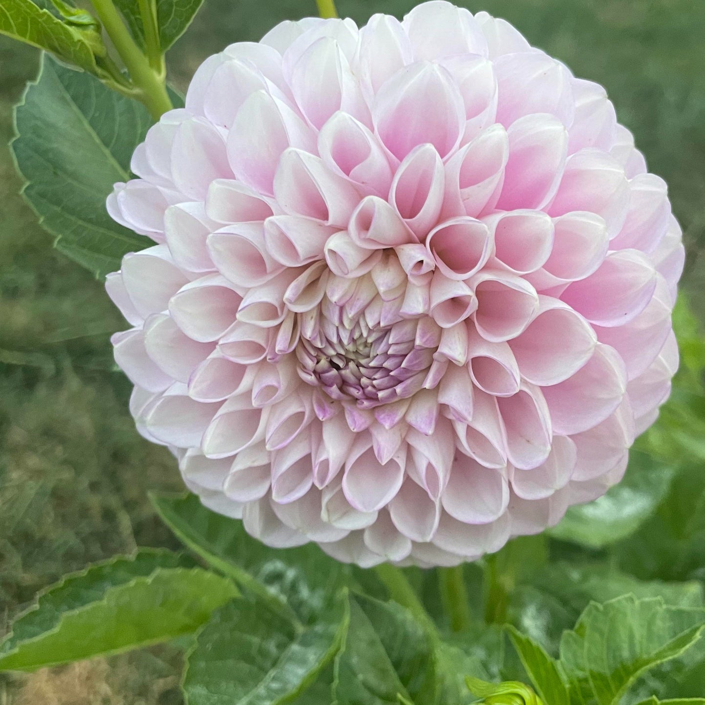 Snoho Sonia Dahlia Tuber