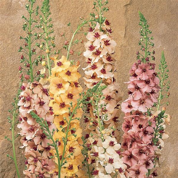 Week 14 | Verbascum 'Southern Charm' | 6 Pack