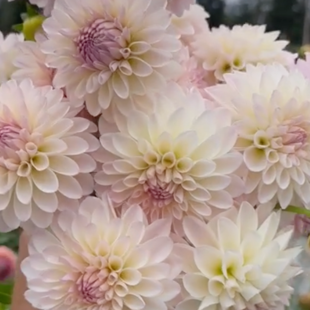 Dahlia 'Tahoma Stellar Feller'
