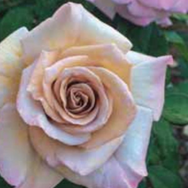 Stephen Rulo™ Rose Bush