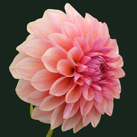 World Series Collection - Sturm Sweet Maria (Read Description)