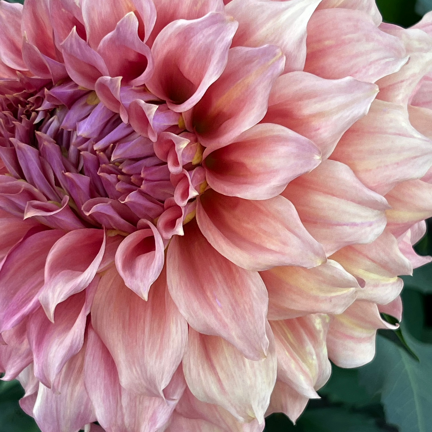 Dahlia 'Summer Rain'