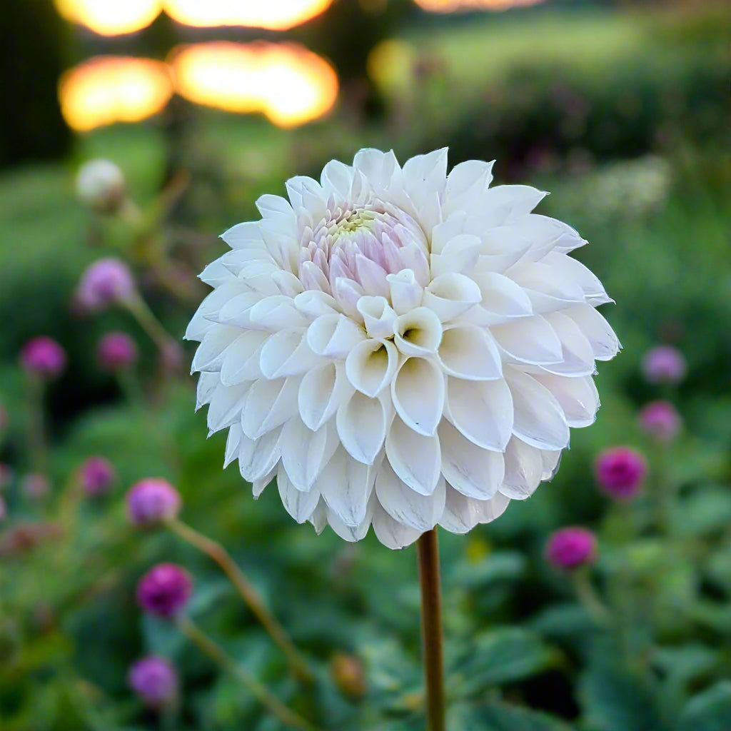 Dahlia 'Tahoma Kelli'