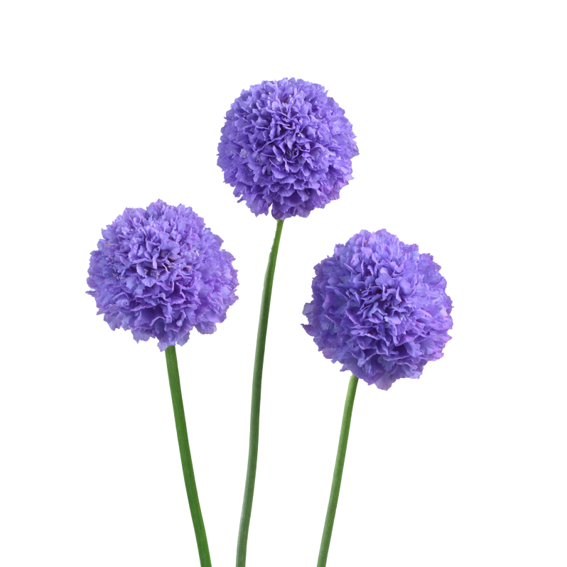 Scabiosa Bon Bon Scoop Teaberry - 4 Pack