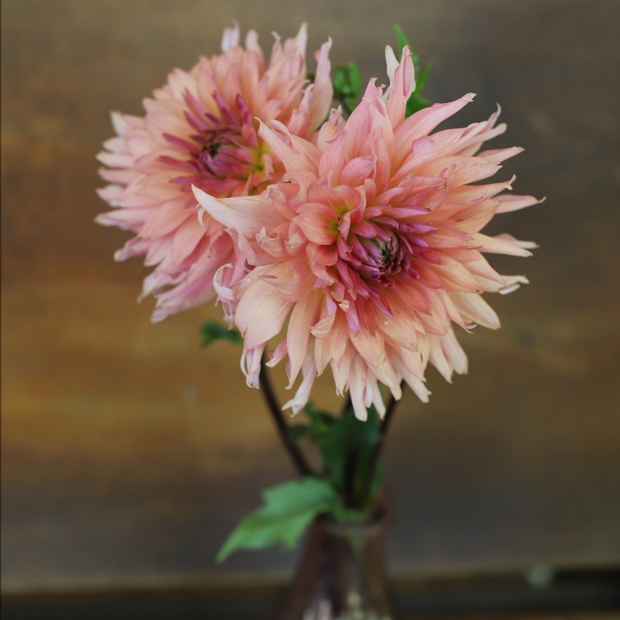 Dahlia 'Terracotta'