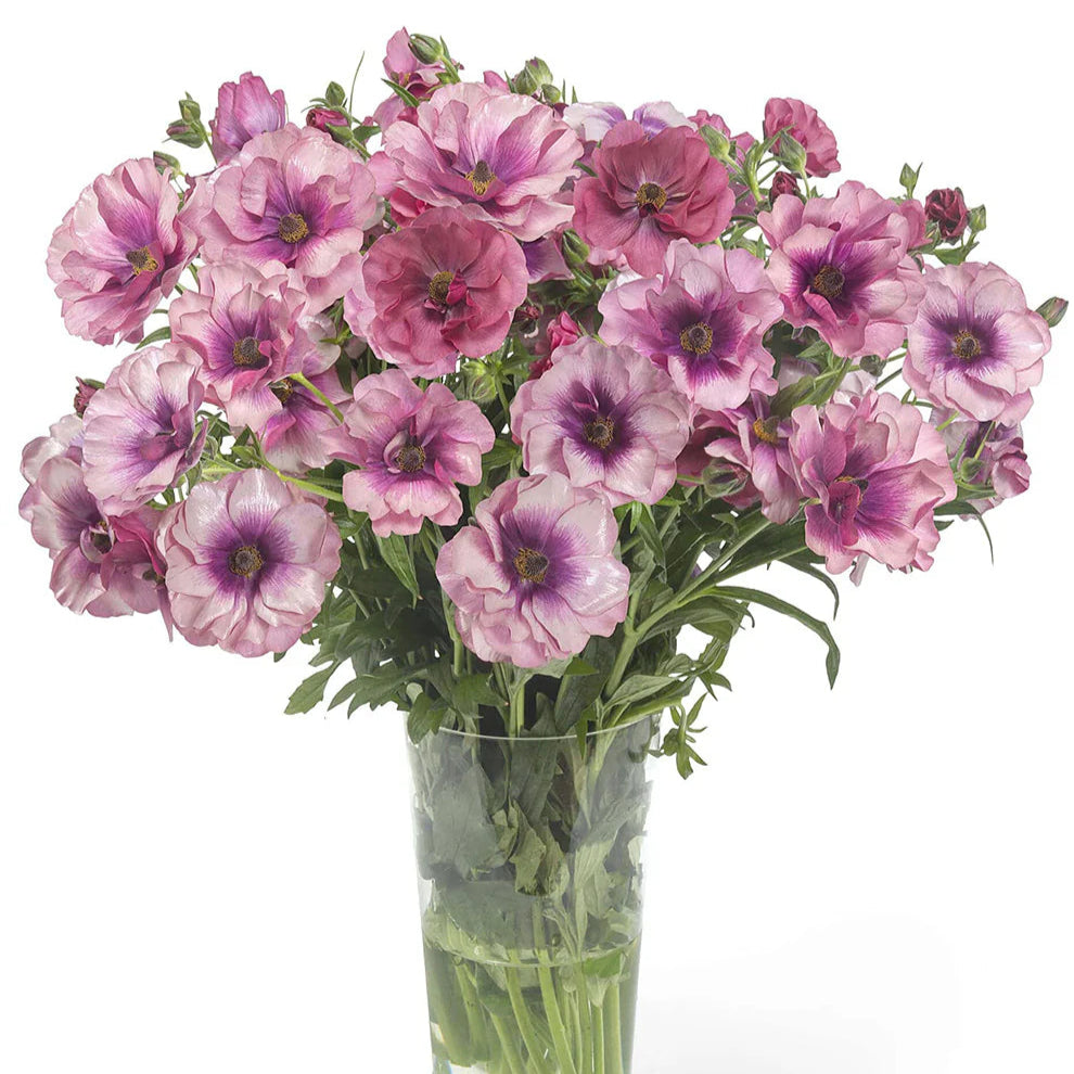 Ranunculus Butterfly™ Thiva® - 5 Pack