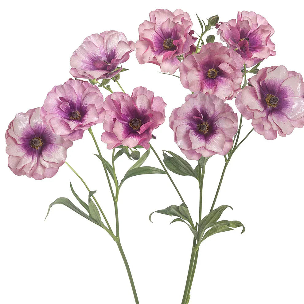 Ranunculus Butterfly™ Thiva® - 5 Pack