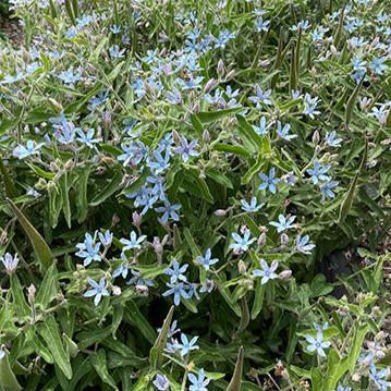 Tweedia Heavenly Blue - 10 Pack