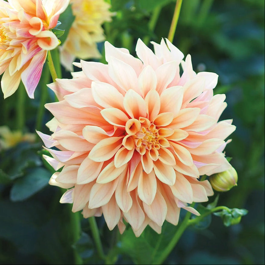 Dahlia 'Tyrell'