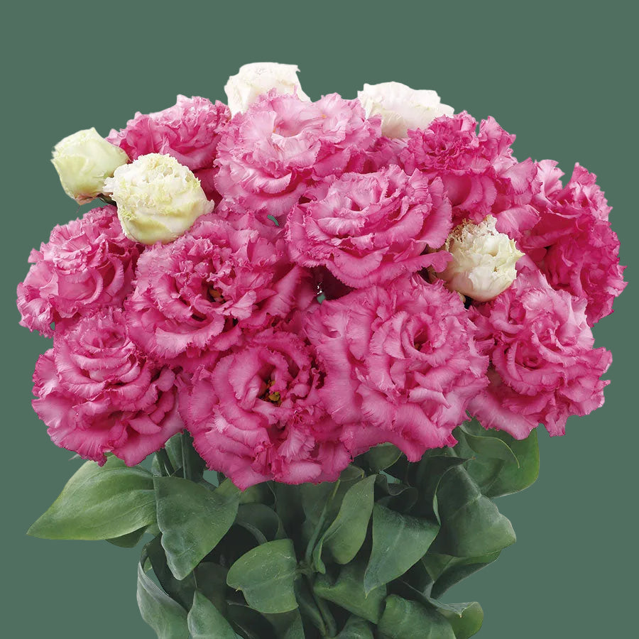 2026 Week 8 | Lisianthus Voyage 2 Deep Rose | 10 Pack