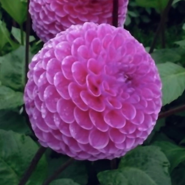Dahlia 'Westerton Folly'