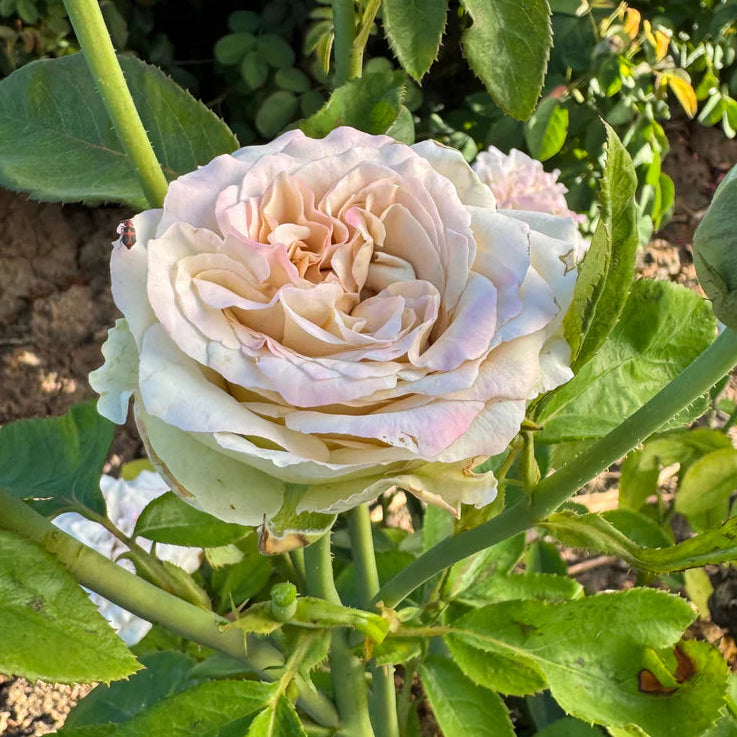 Westminster Abbey® Rose Bush