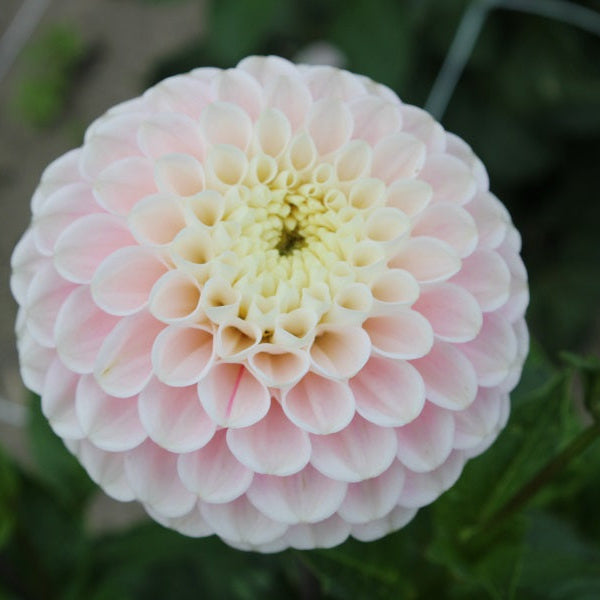 Dahlia 'White Wizard'