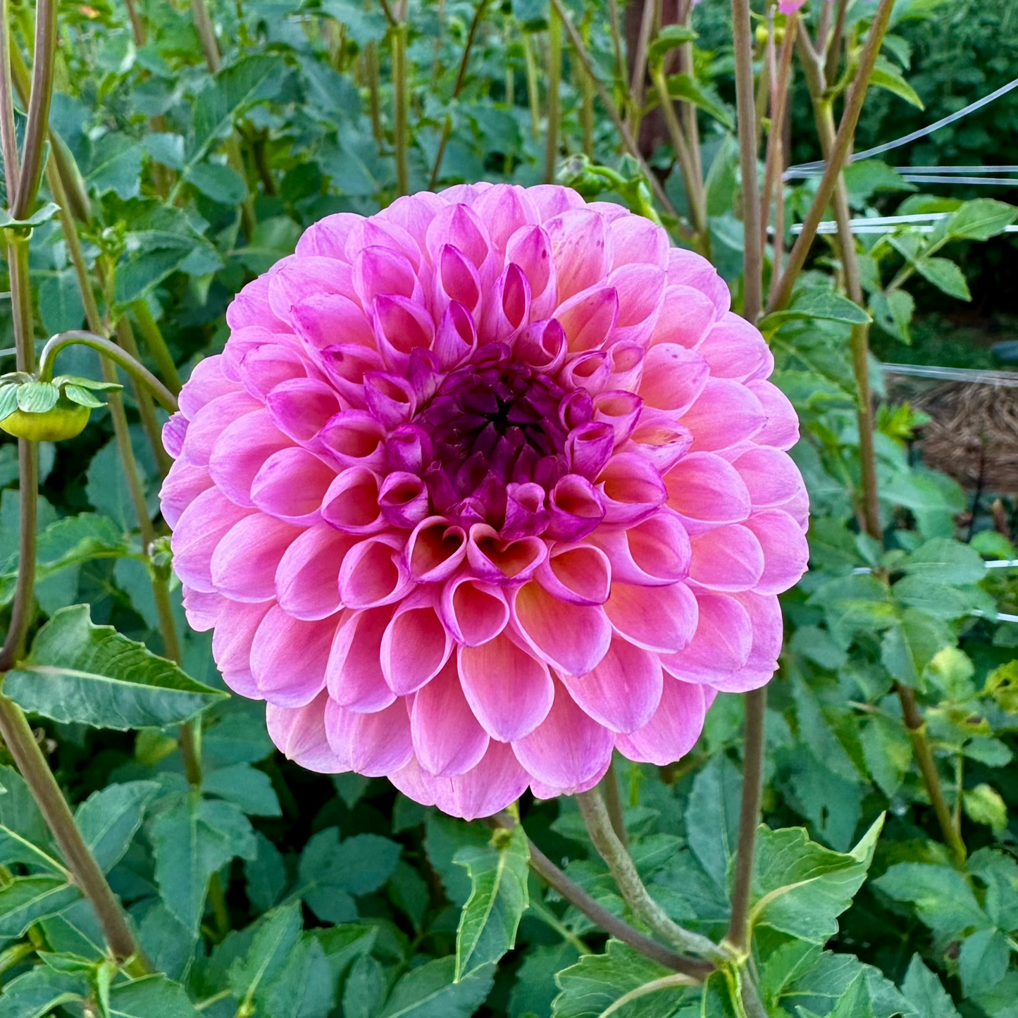 Dahlia 'Wine Eyed Jill' PINK - Spring Shipped