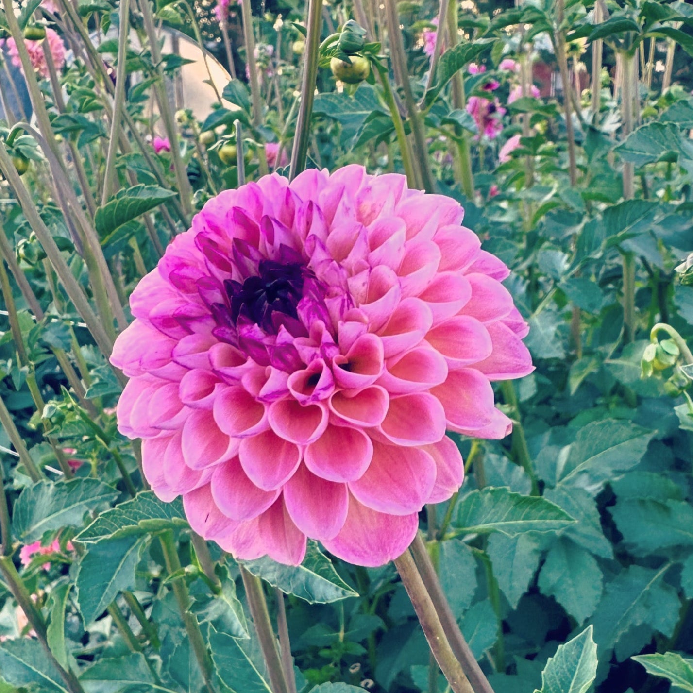Dahlia 'Wine Eyed Jill' PINK