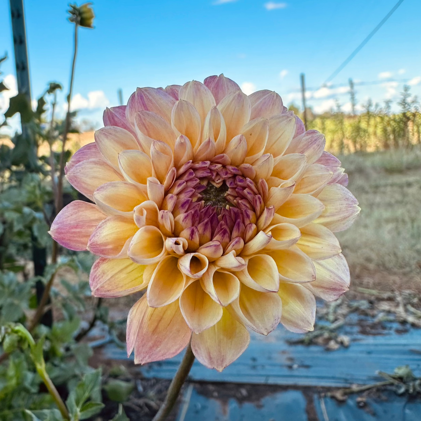 Dahlia 'Wine Eyed Jill' YELLOW - Spring Shipped