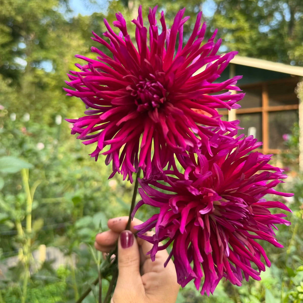Dahlia 'River's Mitchell'