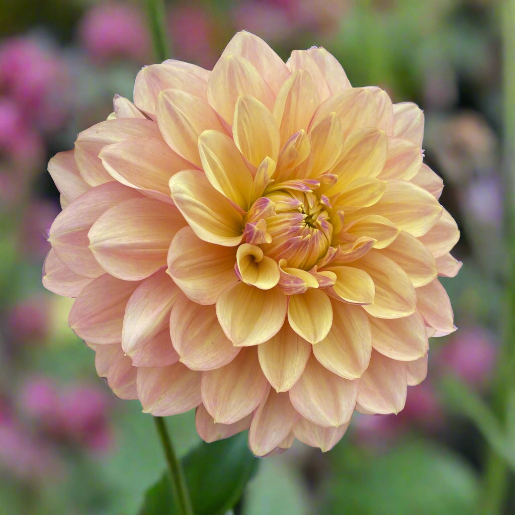 Dahlia 'Wyn's N.E.W. Pastel'