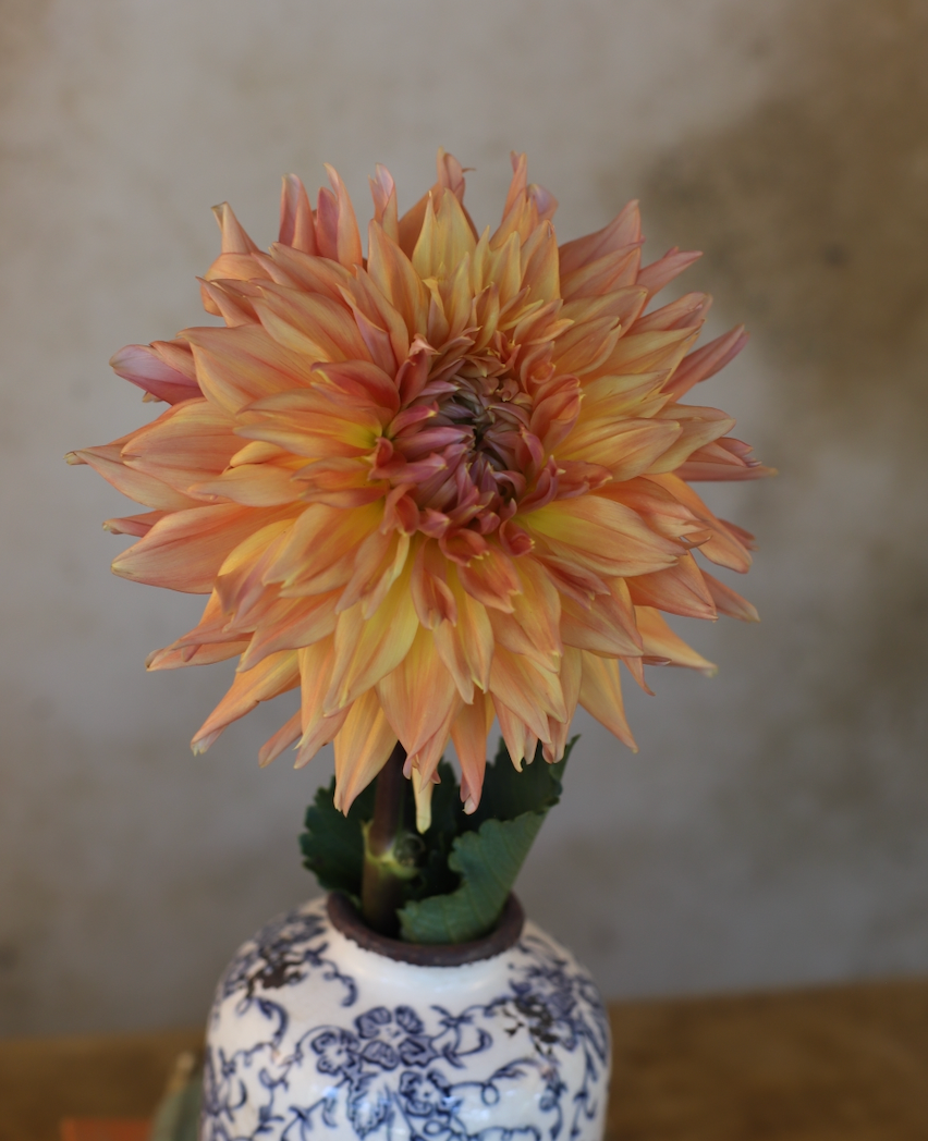 Dahlia 'Wyn's Farmer Walt'