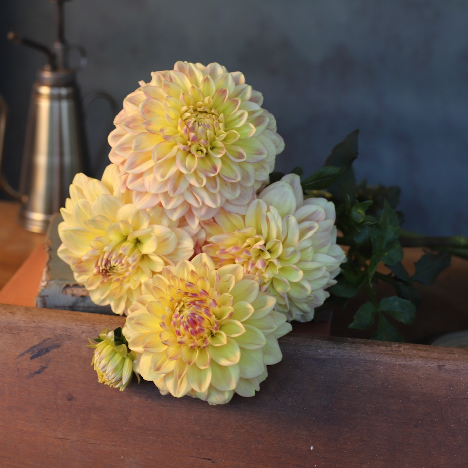Dahlia 'Wyn's N.E.W. Pastel'