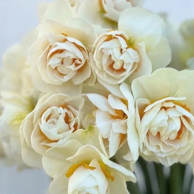 Narcissus Yosemite Valley Daffodil 10 Pack