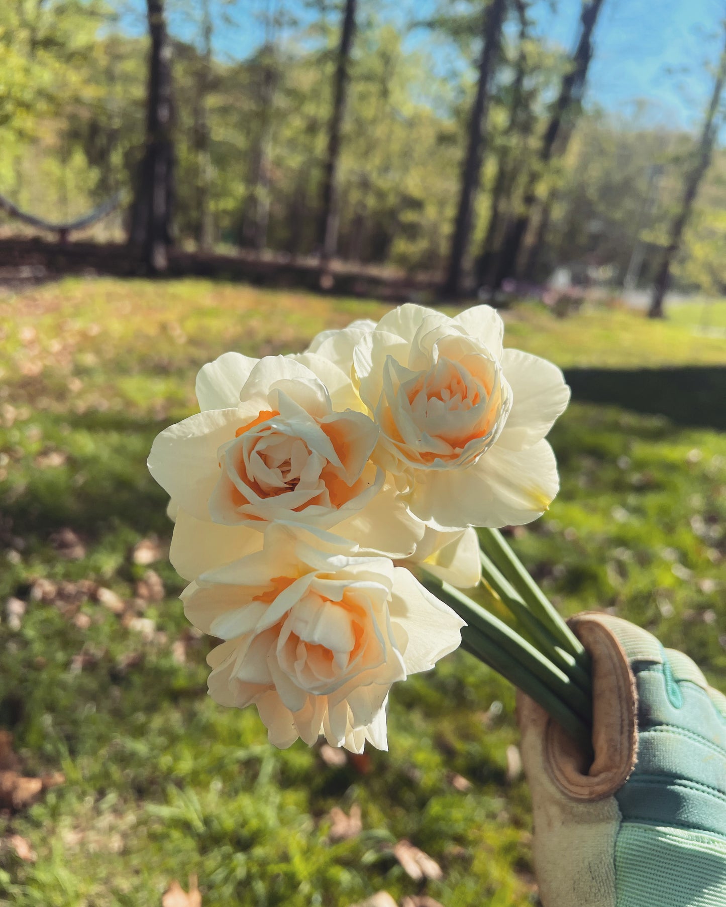Narcissus Yosemite Valley Daffodil 10 Pack