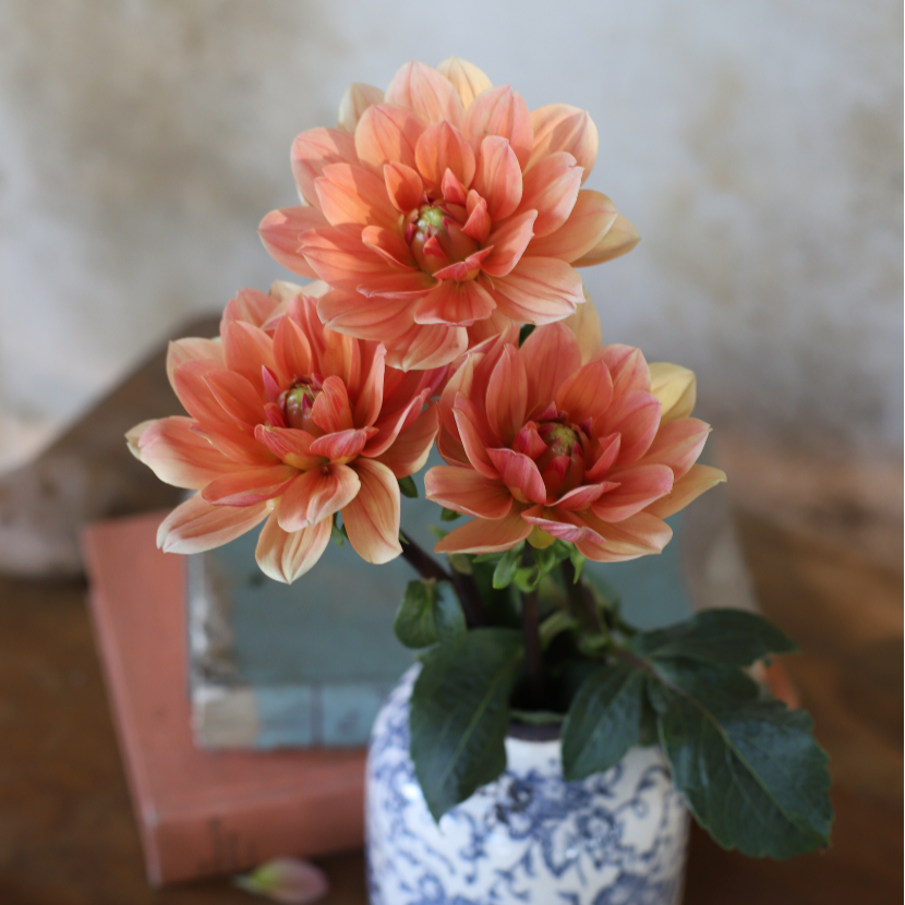 dahlia lily flower Dahlia 'Yvonne'