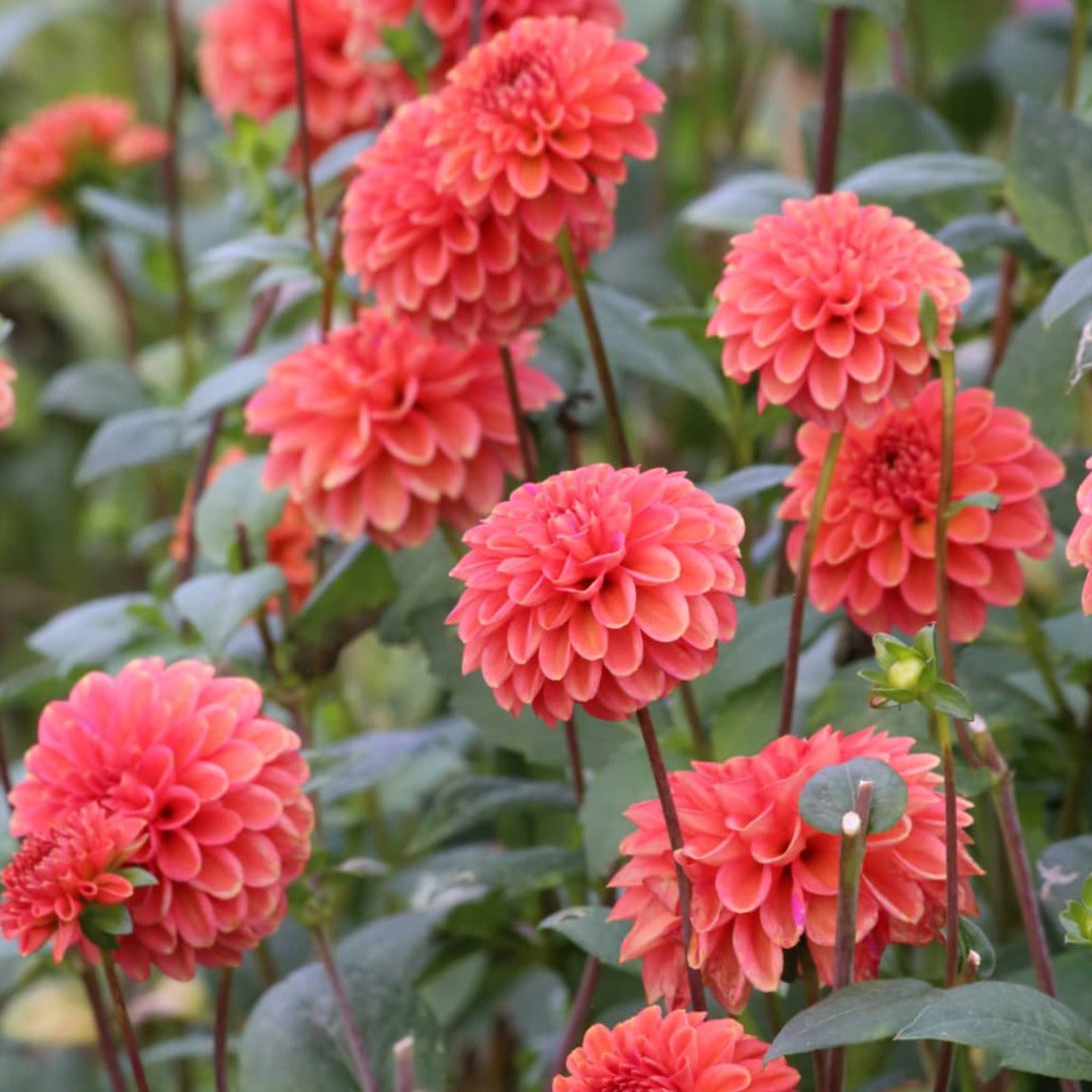 Dahlia 'Zundert Mystery Fox'