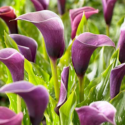 Anneke Calla Lily - 3 Bulbs