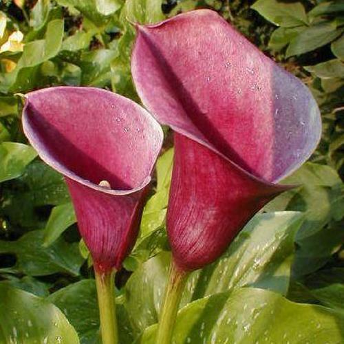 Anneke Calla Lily - 3 Bulbs