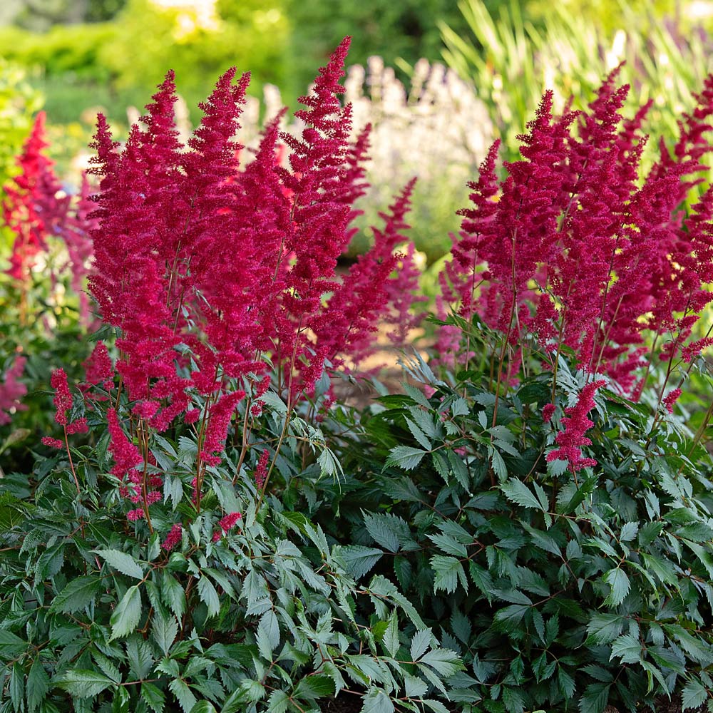 Astilbe Fanal Red - 2 Bareroots